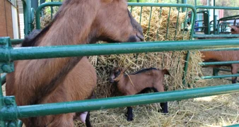 Koze i purani iz Varaždinske županije među najboljima u državi