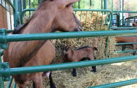 Koze i purani iz Varaždinske županije među najboljima u državi
