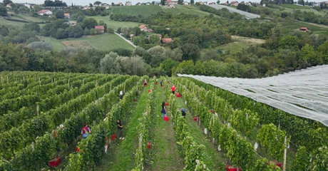Obitelj Najman domaćin sedme Županijske berbe grožđa