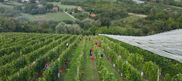 Obitelj Najman domaćin sedme Županijske berbe grožđa