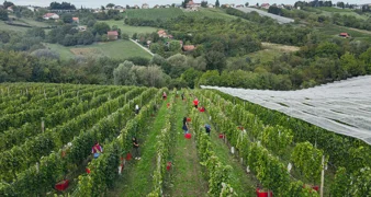 Obitelj Najman domaćin sedme Županijske berbe grožđa