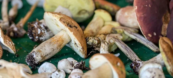 Ovog vikenda Paka i Novi Marof postaju središte ljubitelja gljiva i tartufa!