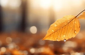 Ponedjeljak sunčan, ostatak tjedna kišovit