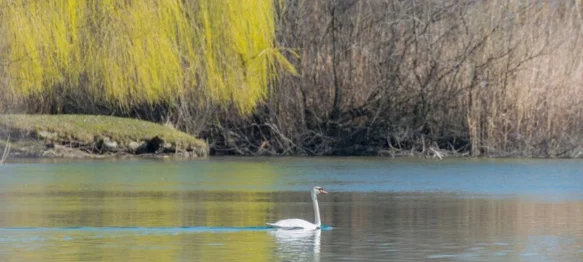 Drava je puno više od rijeke &ndash; ona je simbol života, zajedništva i povezanosti