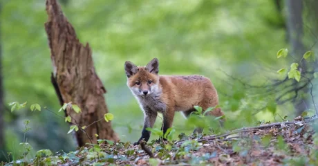 Zrakoplov s varaždinskog aerodroma bacat će mamce – ne dirajte ih!