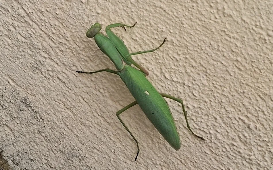 Prvi nalaz azijske bogomoljke u Varaždinu! Poziv građanima – pomozite u praćenju!