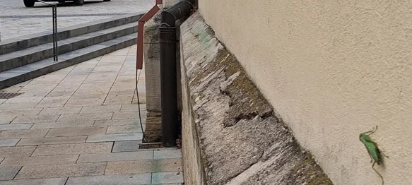 Prvi nalaz azijske bogomoljke u Varaždinu! Poziv građanima &ndash; pomozite u praćenju!