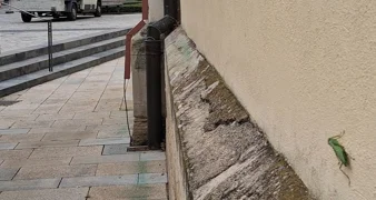 Prvi nalaz azijske bogomoljke u Varaždinu! Poziv građanima – pomozite u praćenju!