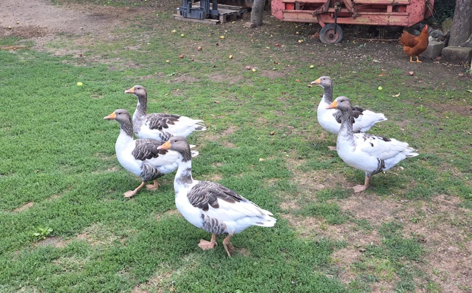 Njezinom veličanstvu zagorskoj purici, uskoro bi se mogla pridružiti i – dravska guska!