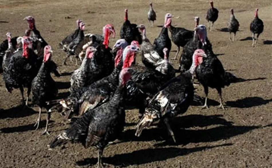 Njezinom veličanstvu zagorskoj purici, uskoro bi se mogla pridružiti i – dravska guska!