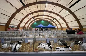 Varaždin ponosan domaćin - Održana državna i međunarodna izložba malih životinja