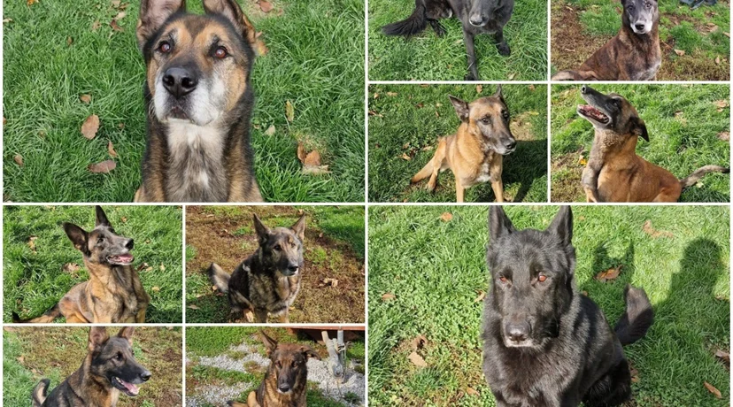 Spasili su tisuće i tisuće života, a sada traže dom