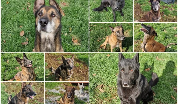 Spasili su tisuće i tisuće života, a sada traže dom