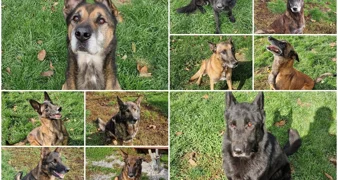 Spasili su tisuće i tisuće života, a sada traže dom