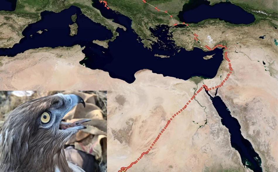 Đuro u mjesec dana prešao gotovo 7000 kilometara i skrasio se u središnjoj Africi