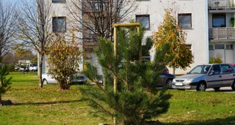 Varaždin nastavlja potvrđivati svoj status Europskog grada stabala - u listopadu posađeno 162 stabla