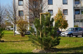 Varaždin nastavlja potvrđivati svoj status Europskog grada stabala - u listopadu posađeno 162 stabla