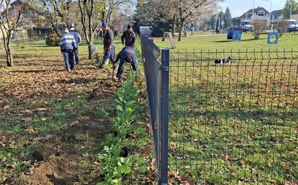 Jesenska sadnja u Ivancu – lovor višnja kod Pesek parka, žardinjere u Radićevoj