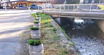 Jesenska sadnja u Ivancu – lovor višnja kod Pesek parka, žardinjere u Radićevoj