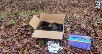 Netko u šumi ostavio osam štenaca &ndash; srećom, pronađeni su na vrijeme