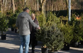 AUDIO Podržite Caritasovu humanitarnu akciju podjele božićnih drvaca u tegli