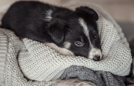 Započeli su &bdquo;dani petarda&rdquo; &ndash; manjina nas pretvara u Divlji zapad i terorizira većinu