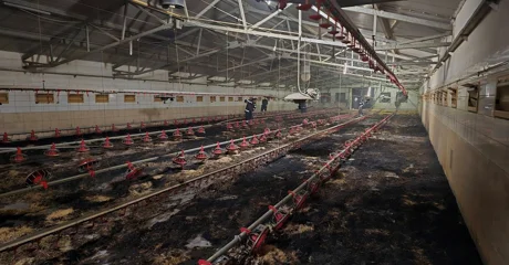 FOTO U požaru peradarnika došlo do uginuća više tisuća pilića