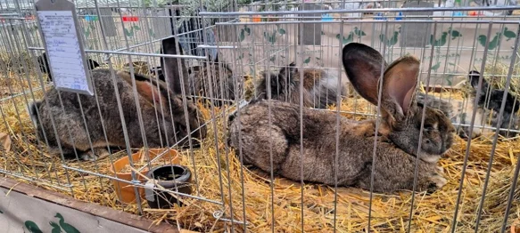 Ideja za vikend izlet s djecom: Obiđite izložbu s oko 600 kunića, ptica, golubova, peradi&hellip;