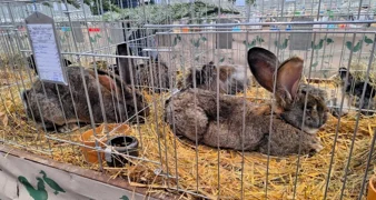 Ideja za vikend izlet s djecom: Obiđite izložbu s oko 600 kunića, ptica, golubova, peradi&hellip;