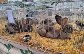 Ideja za vikend izlet s djecom: Obiđite izložbu s oko 600 kunića, ptica, golubova, peradi&hellip;