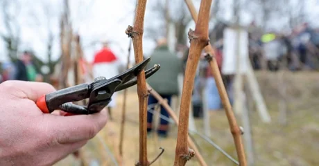 &bdquo;Nazdravite s nama i poželite vinogradima rodnu godinu!&rdquo;