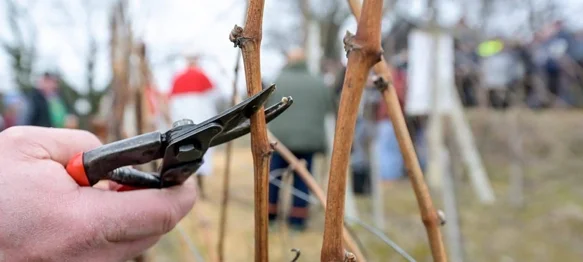 &bdquo;Nazdravite s nama i poželite vinogradima rodnu godinu!&rdquo;