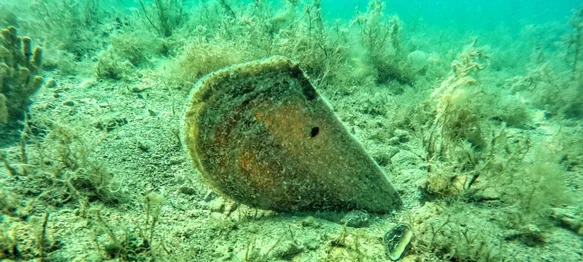 U godinu dana broj živih plemenitih periski smanjio se na svega sedam!