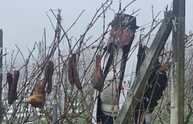 FOTO Dobra kapljica, stari običaji i druženje &bdquo;zagrijali&rdquo; zimu