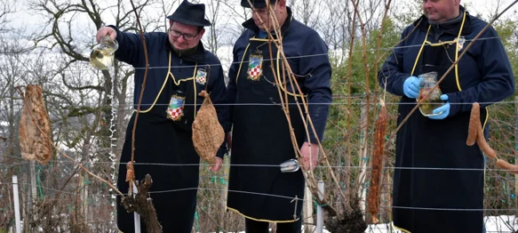 FOTO Vinogradari Trseka obilno zalijali trsove vinom