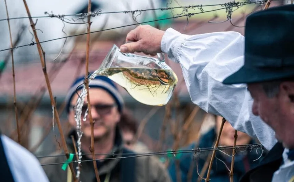 FOTO Na Višogradu obilježeno Vincekovo: &bdquo;Nova vinogradarska godina može početi!&rdquo;