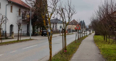 Idući tjedan uklanjanje lošeg drvoreda u Malezovoj i Varaždinskoj te kestena u Malom parku