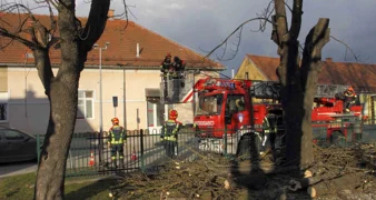 Uklanjaju se bolesni kesteni koji prijete sigurnosti djece i građana