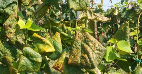 Grad prikuplja prijave za sufinancirano krčenje zapuštenih vinograda