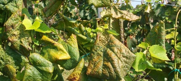 Grad prikuplja prijave za sufinancirano krčenje zapuštenih vinograda