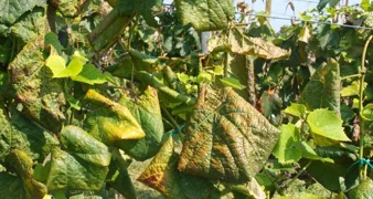 Grad prikuplja prijave za sufinancirano krčenje zapuštenih vinograda