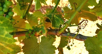 Poziv vlasnicima vinograda za prijavu zapuštenih površina i suzbijanje zlatne žutice