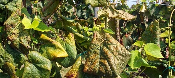 Novi Marof poziva vlasnike vinograda za prijavu zapuštenih vinograda ili zaraženih žuticom