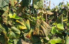 Novi Marof poziva vlasnike vinograda za prijavu zapuštenih vinograda ili zaraženih žuticom