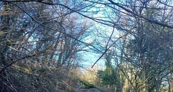 Općina Klenovnik poziva vlasnike na uklanjanje stabala i raslinja uz prometnice