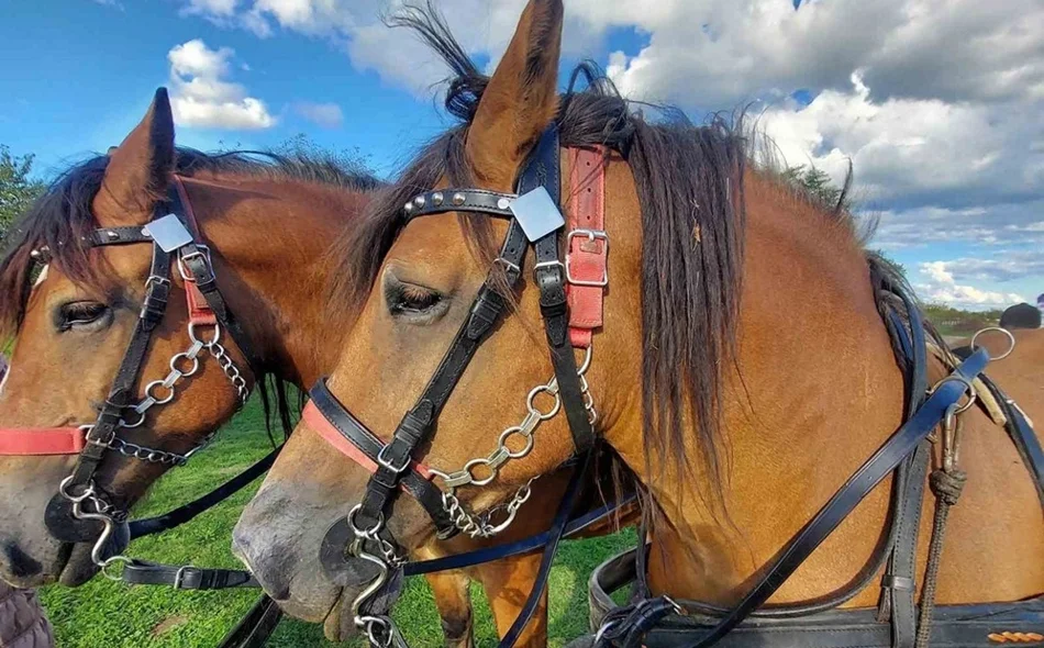 Nakon niza godina neizvjesnosti, budućnost autohtone pasmine više ne bi smjela biti upitna