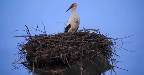 Rode se vratile u svoja gnijezda