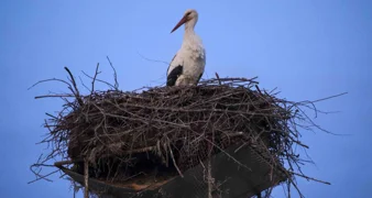 Rode se vratile u svoja gnijezda