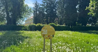 &bdquo;Nek' se pčele vesele!&rdquo; &ndash; travnjak koji cvjeta nije zapušten, već živ i koristan