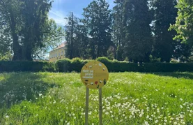 &bdquo;Nek' se pčele vesele!&rdquo; &ndash; travnjak koji cvjeta nije zapušten, već živ i koristan